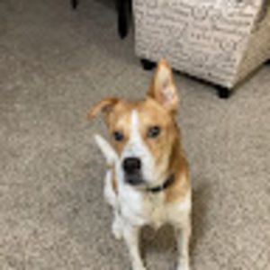 Meet your Posher, Norris